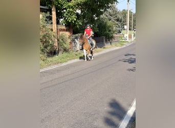 Pony Polacco, Giumenta, 9 Anni, 142 cm, Pezzato