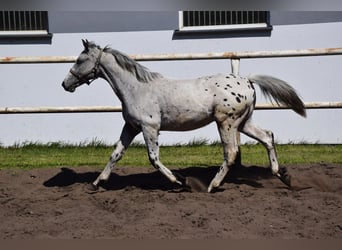 Pony Polacco, Stallone, 1 Anno, 150 cm, Leopard