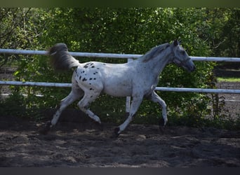 Pony Polacco, Stallone, 1 Anno, 150 cm, Leopard