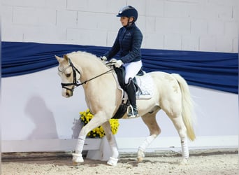 Pony tedesco, Castrone, 10 Anni, 133 cm, Palomino