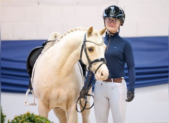 Pony tedesco, Castrone, 10 Anni, 133 cm, Palomino