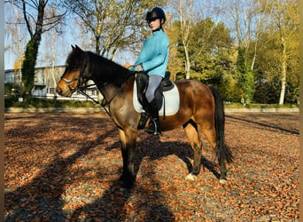 Pony tedesco, Castrone, 10 Anni, 135 cm, Sauro scuro