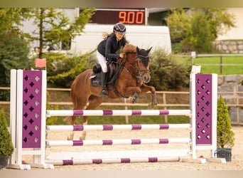 Pony tedesco, Castrone, 10 Anni, 139 cm, Sauro scuro