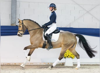 Pony tedesco, Castrone, 10 Anni, 141 cm, Baio