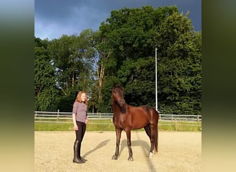 Pony tedesco, Castrone, 10 Anni, 143 cm, Morello