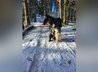 Pony tedesco, Castrone, 10 Anni, 143 cm, Morello