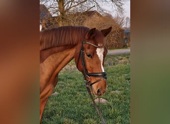 Pony tedesco, Castrone, 10 Anni, 143 cm, Sauro