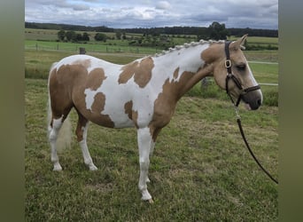 Pony tedesco, Castrone, 10 Anni, 144 cm, Palomino