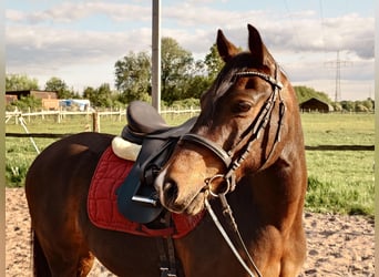 Pony tedesco, Castrone, 10 Anni, 145 cm, Baio nero