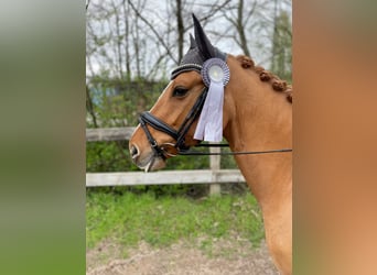 Pony tedesco, Castrone, 10 Anni, 145 cm, Sauro