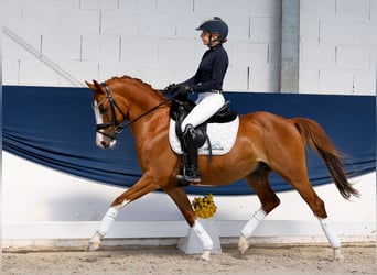 Pony tedesco, Castrone, 10 Anni, 145 cm, Sauro scuro