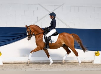 Pony tedesco, Castrone, 10 Anni, 145 cm, Sauro scuro