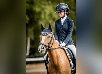 Pony tedesco, Castrone, 10 Anni, 146 cm, Falbo