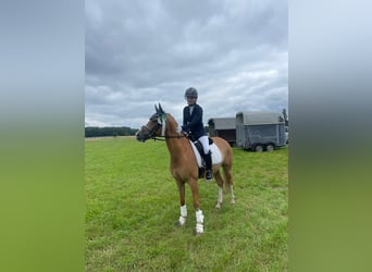 Pony tedesco, Castrone, 10 Anni, 146 cm, Falbo