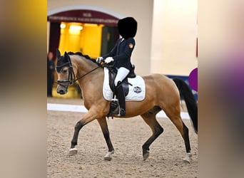 Pony tedesco, Castrone, 10 Anni, 146 cm, Pelle di daino