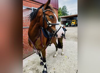Pony tedesco, Castrone, 10 Anni, 147 cm, Baio