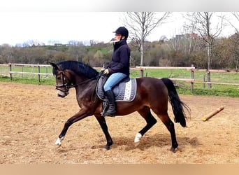 Pony tedesco, Castrone, 10 Anni, 147 cm, Pelle di daino