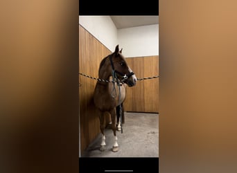 Pony tedesco, Castrone, 10 Anni, 147 cm, Sauro scuro