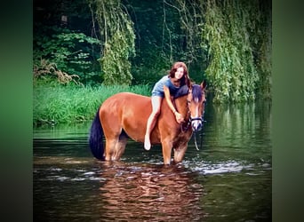 Pony tedesco, Castrone, 10 Anni, 148 cm, Baio