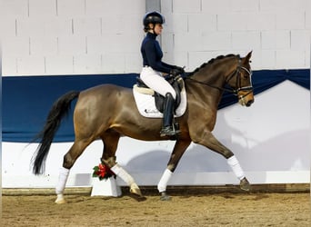 Pony tedesco, Castrone, 10 Anni, 148 cm, Baio