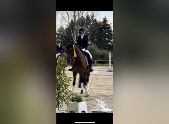 Pony tedesco, Castrone, 10 Anni, 148 cm, Baio