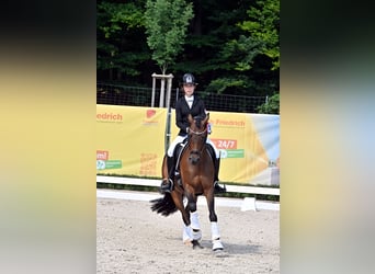 Pony tedesco, Castrone, 10 Anni, 148 cm, Baio