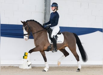 Pony tedesco, Castrone, 10 Anni, 148 cm, Baio