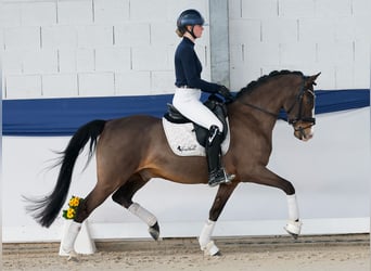 Pony tedesco, Castrone, 10 Anni, 148 cm, Baio
