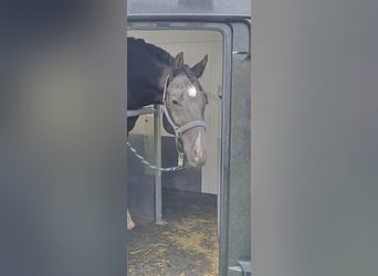 Pony tedesco, Castrone, 10 Anni, 148 cm, Morello