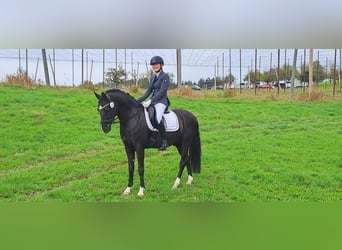 Pony tedesco, Castrone, 10 Anni, 148 cm, Morello