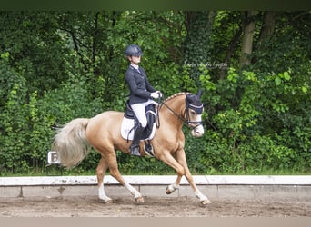 Pony tedesco, Castrone, 10 Anni, 148 cm, Palomino