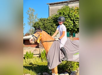 Pony tedesco, Castrone, 10 Anni, 148 cm, Palomino