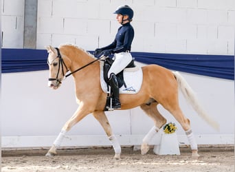 Pony tedesco, Castrone, 10 Anni, 148 cm, Palomino