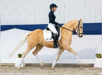 Pony tedesco, Castrone, 10 Anni, 148 cm, Palomino