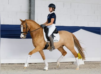 Pony tedesco, Castrone, 10 Anni, 148 cm, Palomino