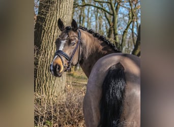 Pony tedesco, Castrone, 10 Anni, 148 cm, Pelle di daino