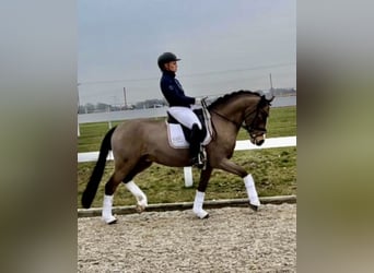 Pony tedesco, Castrone, 10 Anni, 148 cm, Pelle di daino