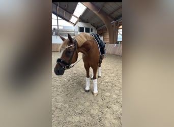 Pony tedesco, Castrone, 10 Anni, 148 cm, Sauro