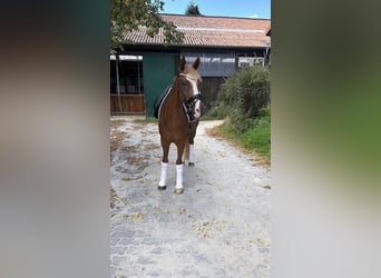 Pony tedesco, Castrone, 10 Anni, 148 cm, Sauro