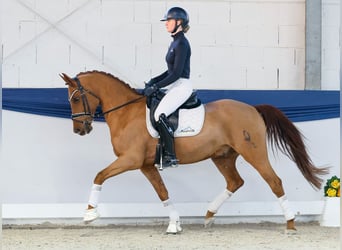 Pony tedesco, Castrone, 10 Anni, 148 cm, Sauro