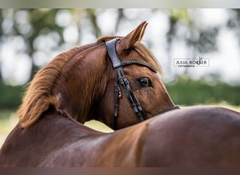 Pony tedesco, Castrone, 10 Anni, 148 cm, Sauro scuro