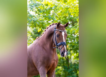 Pony tedesco, Castrone, 10 Anni, 148 cm, Sauro scuro