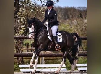 Pony tedesco, Castrone, 10 Anni, 149 cm, Baio nero