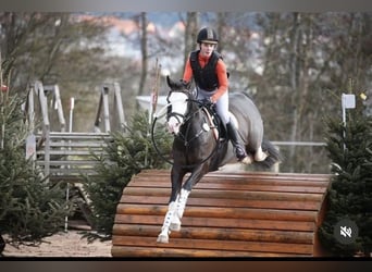 Pony tedesco, Castrone, 10 Anni, 149 cm, Baio nero