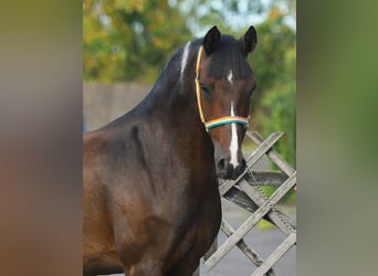 Pony tedesco, Castrone, 10 Anni, 150 cm, Baio