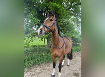 Pony tedesco, Castrone, 10 Anni, 151 cm, Baio