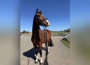 Pony tedesco, Castrone, 10 Anni, 151 cm, Baio
