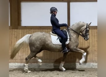 Pony tedesco, Castrone, 10 Anni, 154 cm, Palomino