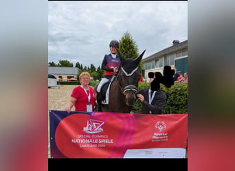 Pony tedesco, Castrone, 10 Anni, 155 cm, Falbo baio
