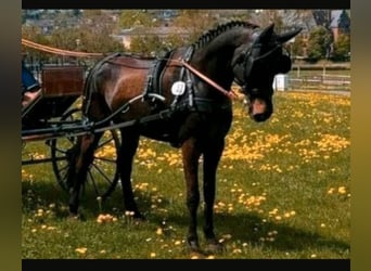 Pony tedesco, Castrone, 10 Anni, 155 cm, Falbo baio